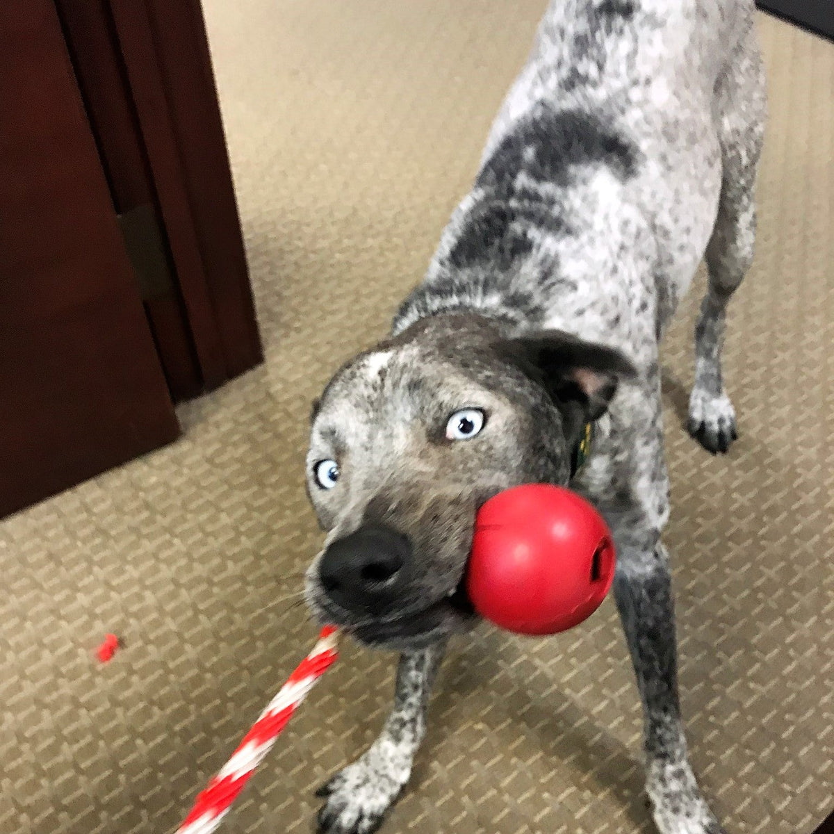 USA-K9 Cherry Bomb Rubber Dog Chew Toy