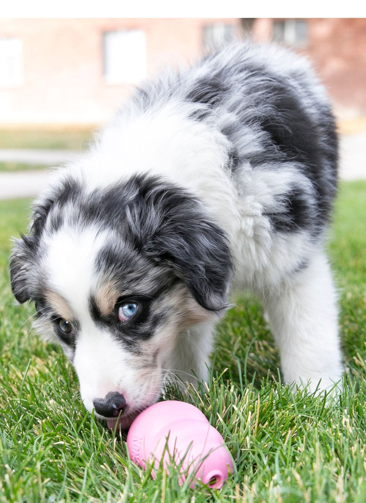 Puppy KONG Chew Toy