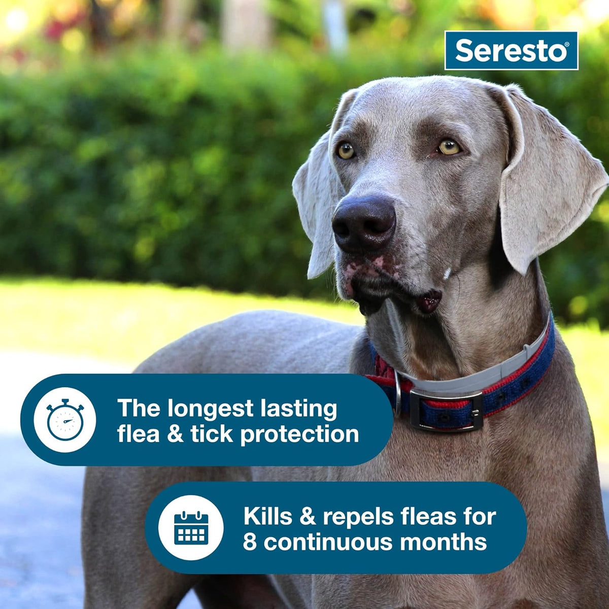 Seresto Flea & Tick Dog Collar